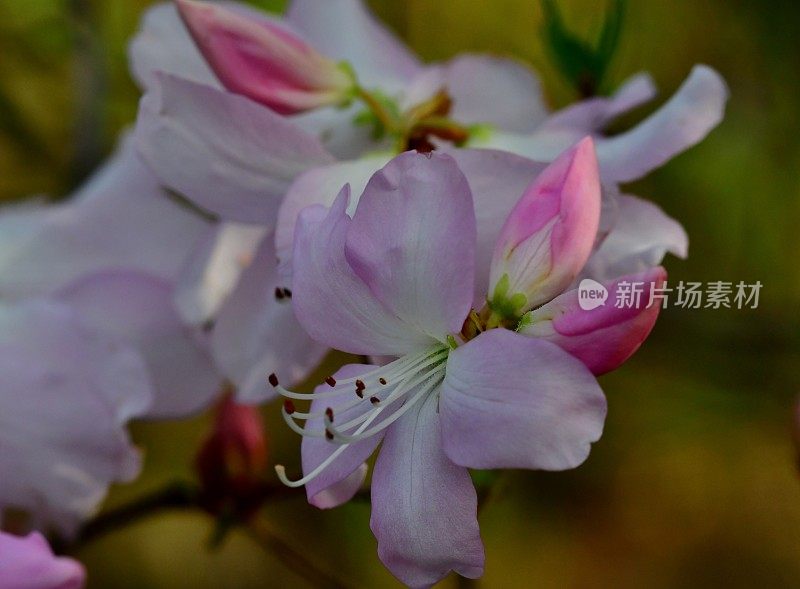 杜鹃花/皇家杜鹃花